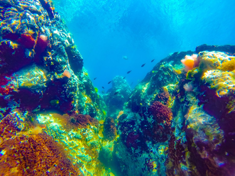 Triton Scuba Diving Club