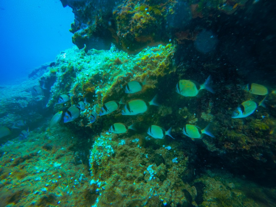 Triton Scuba Diving Club